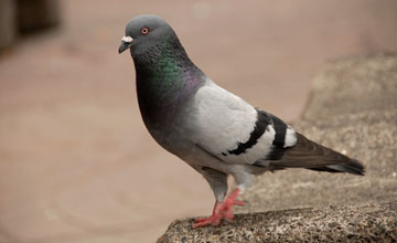 Rock pigeon [Columba livia]