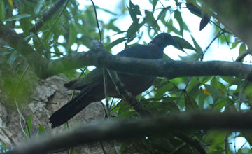 Sri lanka wood pigeon [Columba torringtoniae]