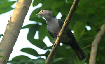 Green imperial pigeon [Ducula aenea pusilla]