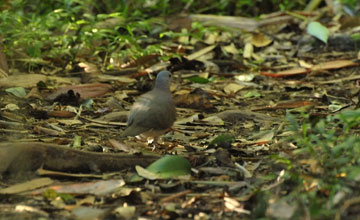 Malagasy turtle dove [Nesoenas picturatus]
