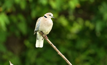 Ring-necked dove [Streptopelia capicola damarensis]