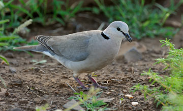 Ring-necked dove [Streptopelia capicola tropica]