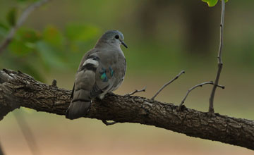 Emerald-spotted wood dove [Turtur chalcospilos]