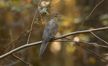 Mourning dove [Zenaida macroura carolinensis]