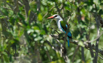 Blue-and-white kingfisher [Halcyon cyanoleuca]