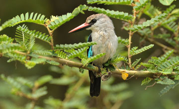 Woodland kingfisher [Halcyon senegalensis senegalensis]