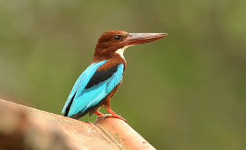 White-throated kingfisher [Halcyon smyrnensis fusca]