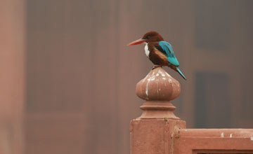 White-throated kingfisher [Halcyon smyrnensis smyrnensis]