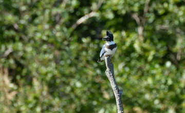 Belted kingfisher [Megaceryle alcyon]