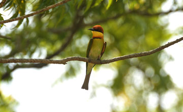 Chestnut-headed bee-eater [Merops leschenaulti leschenaulti]