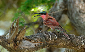 Southern carmine bee-eater [Merops nubicoides]