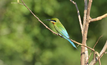 Blue-tailed bee-eater [Merops philippinus]