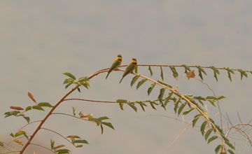 Little bee-eater [Merops pusillus argutus]