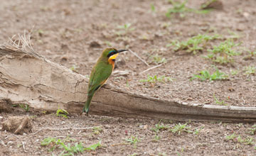 Little bee-eater [Merops pusillus cyanostictus]