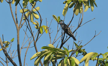 Grey-bellied cuckoo [Cacomantis passerinus]