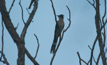 Jacobin cuckoo [Clamator jacobinus serratus]