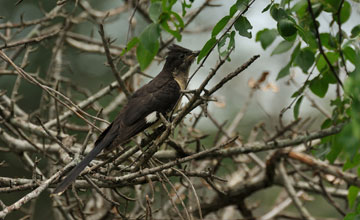 Levaillant's cuckoo [Clamator levaillantii]