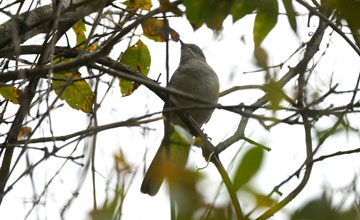 Black-billed cuckoo [Coccyzus erythropthalmus]