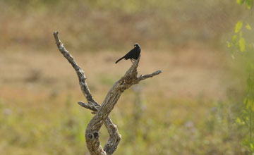 Fork-tailed drongo-cuckoo [Surniculus dicruroides stewarti]