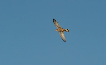 Lesser kestrel [Falco naumanni]