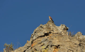 Malagasy kestrel [Falco newtoni]