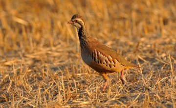 Red-legged partridge [Alectoris rufa intercedens]