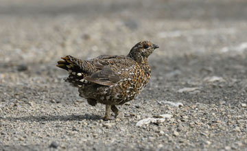 Spruce grouse [Falcipennis canadensis canadensis]