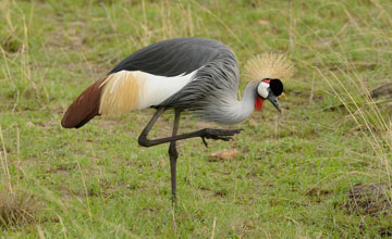 Grey crowned crane [Balearica regulorum gibbericeps]