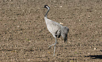 Common crane [Grus grus]