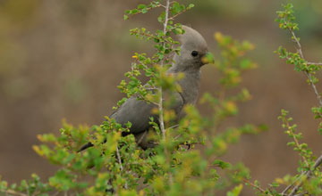 Grey go-away-bird [Corythaixoides concolor bechuanae]