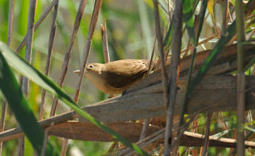 Eurasian reed warbler [Acrocephalus scirpaceus ambiguus]