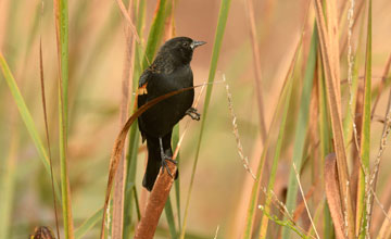 Red-winged blackbird [Agelaius phoeniceus phoeniceus]