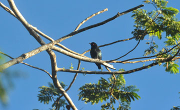 Short-tailed starling [Aplonis minor]