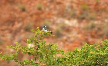 White-breasted woodswallow [Artamus leucorynchus leucorynchus]