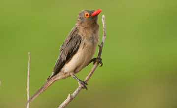 Red-billed oxpecker [Buphagus erythrorynchus]