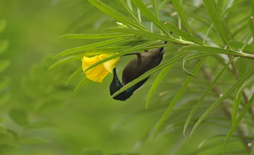 Loten's sunbird [Cinnyris lotenius lotenius]
