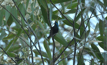 Malagasy green sunbird [Cinnyris notatus]