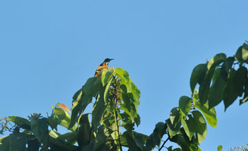 Flame-breasted sunbird [Cinnyris solaris]