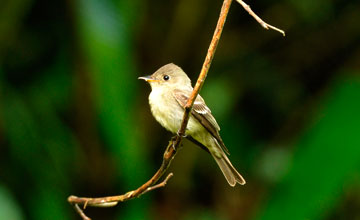 Olive-sided flycatcher [Contopus cooperi]