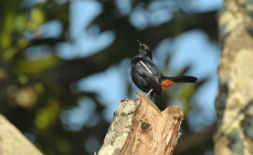 Indian robin [Copsychus fulicatus leucopterus]
