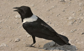 Pied crow [Corvus albus]
