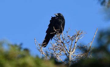 American crow [Corvus brachyrhynchos brachyrhynchos]