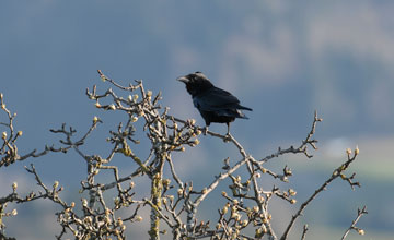 Common raven [Corvus corax corax]