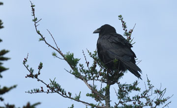 Common raven [Corvus corax principalis]