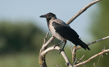 Hooded crow [Corvus cornix cornix]