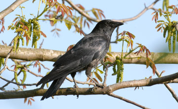 Carrion crow [Corvus corone corone]