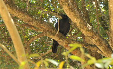 Indian jungle crow [Corvus macrorhynchos culminatus]