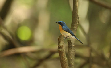 Tickell's blue flycatcher [Cyornis tickelliae jerdoni]
