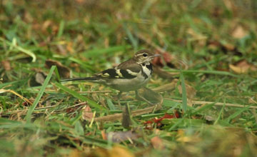 Forest wagtail [Dendronanthus indicus]