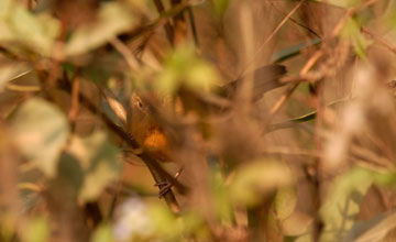 Tawny-bellied babbler [Dumetia hyperythra hyperythra]